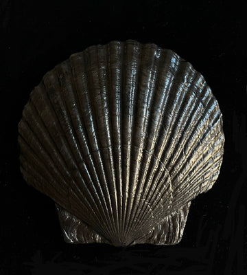 Fossil Shell Plate