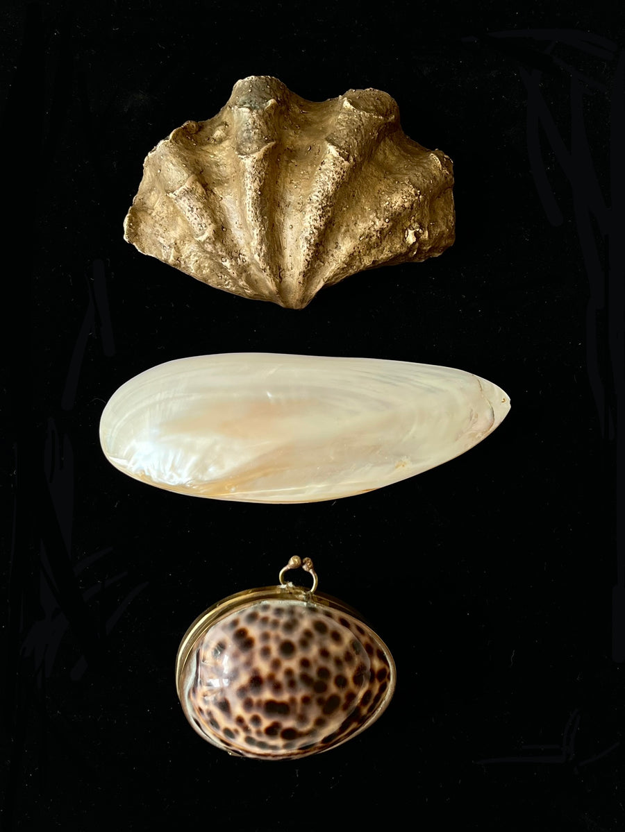 Bronze Fluted Clam