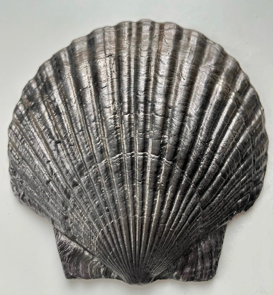 Fossil Shell Plate