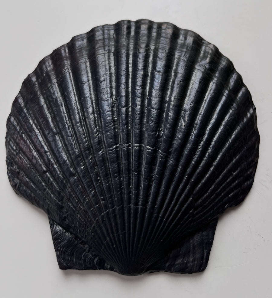 Ebonized Fossil Shell Plate