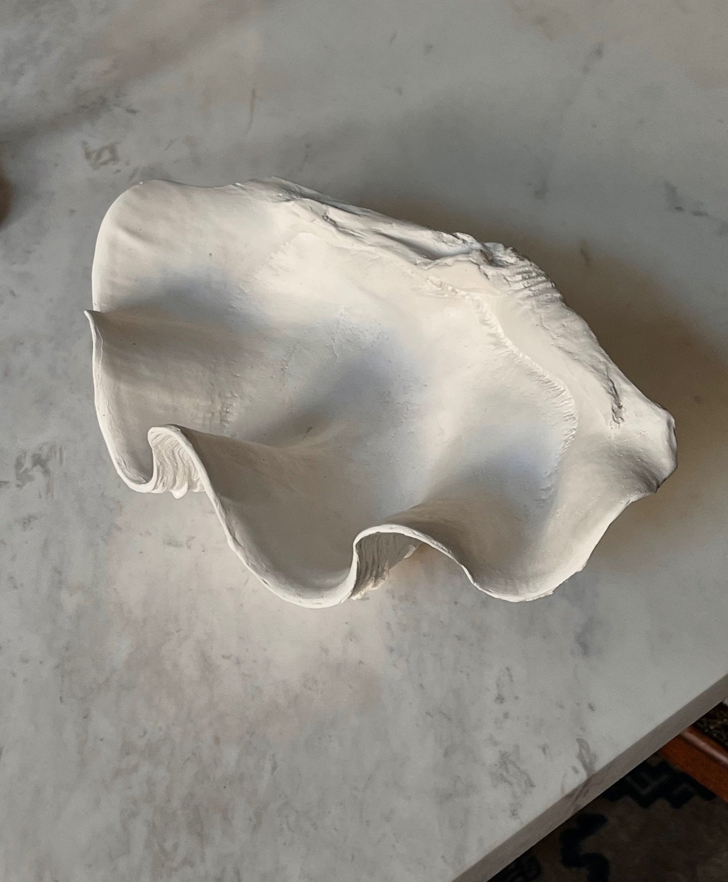 Clam Shell Plaster Sculpture – Médecine